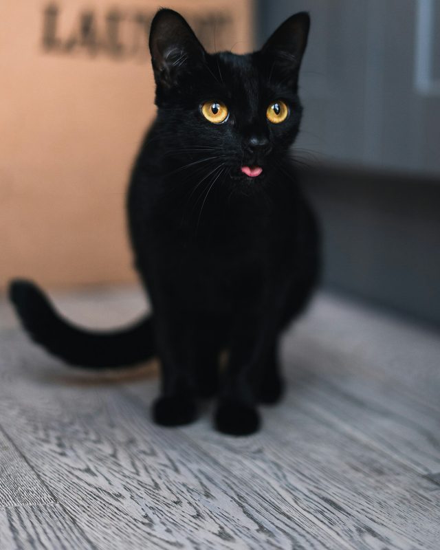 黒猫の元の写真