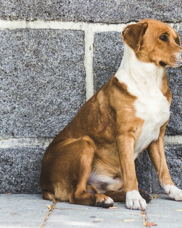 ミックス犬の元の写真